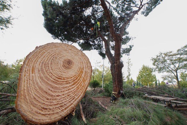 tala de arbol permisos e informes
