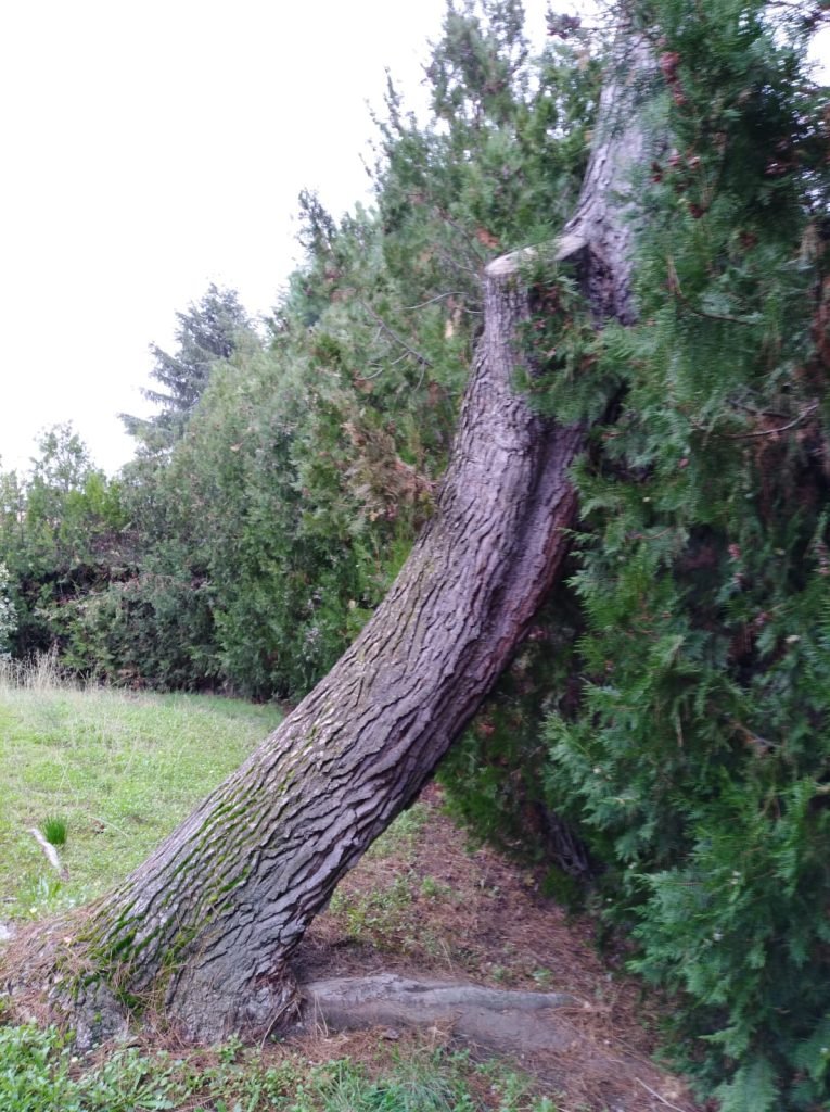 Árbol peligro de caida