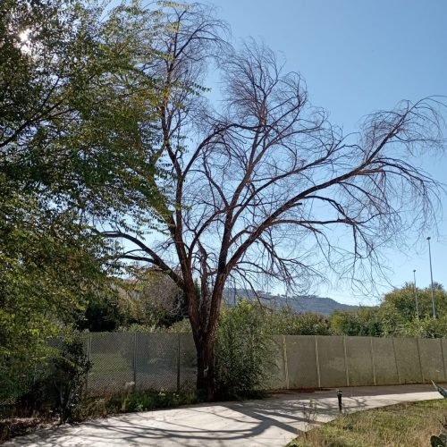 Tala de arbol