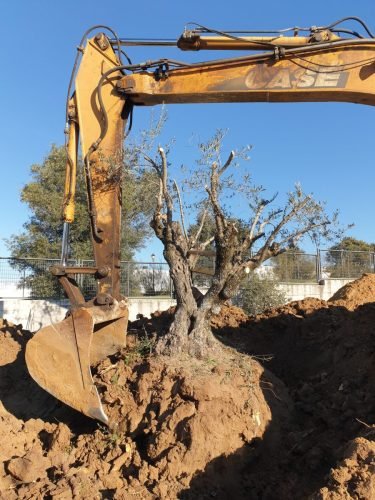 trasplante de olivo permiso de poda y tala
