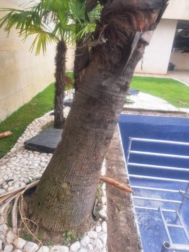 Daños de raices palmera en piscina
