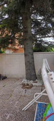 Informe de tala por  pino levantando suelo