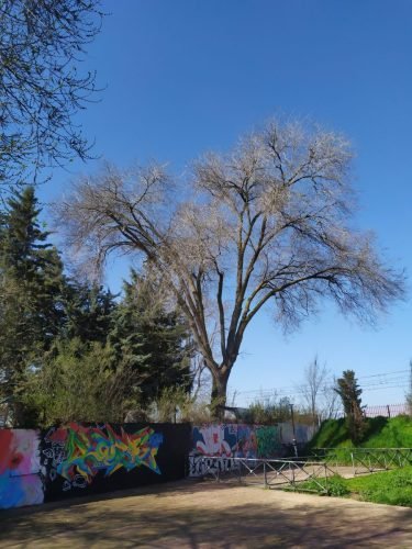 Olmo seco con daños en muro y daños raices