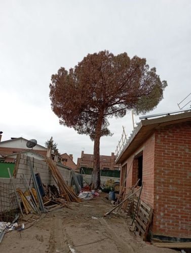 cortar pino seco, permiso de tala